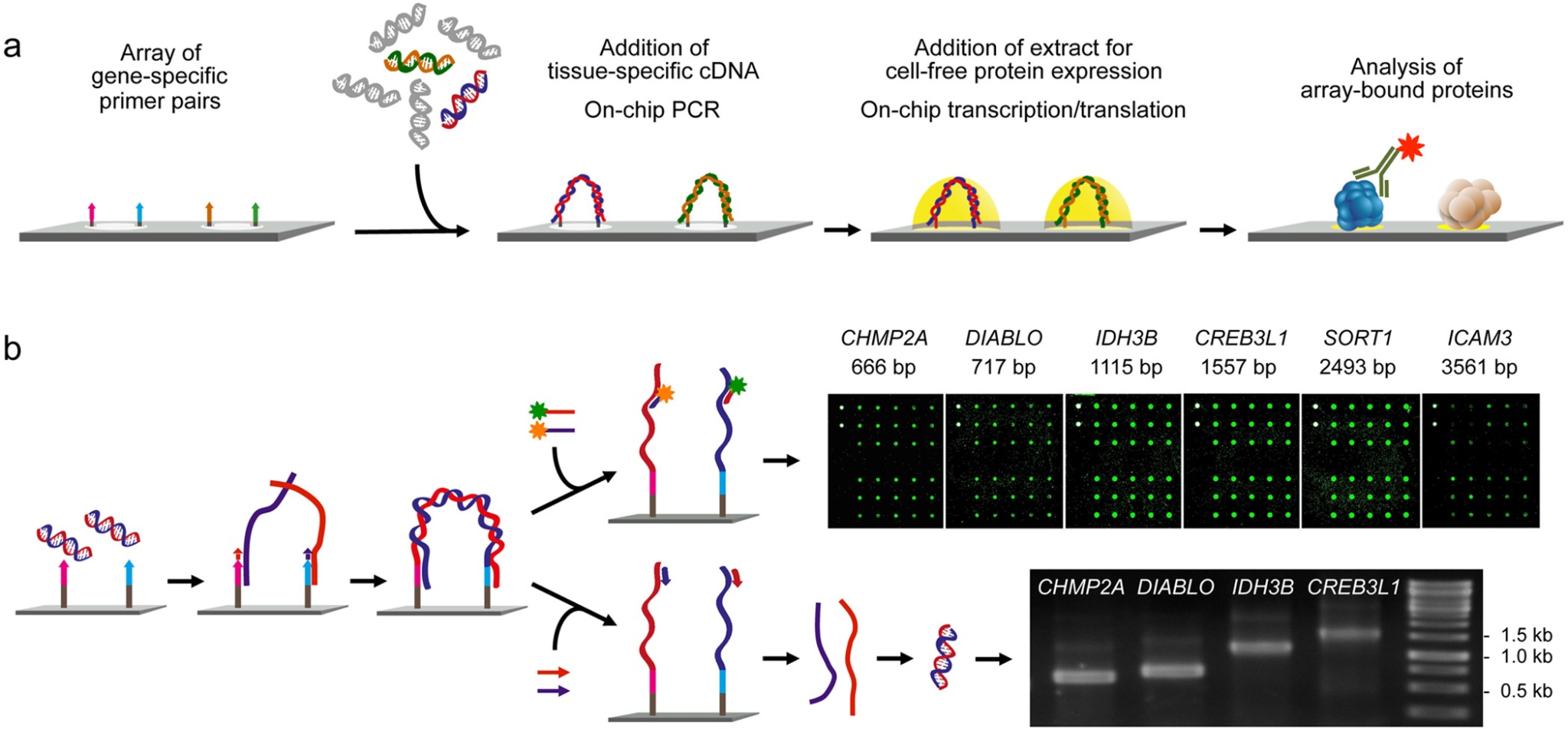 Colorectal cancer autoantibodies